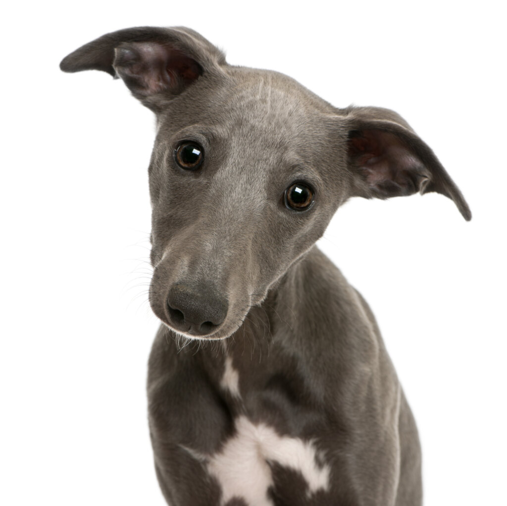 Close-up of Whippet puppy, 6 months old, in front of white background Image shows a picture of a dark grey Whippet puppy